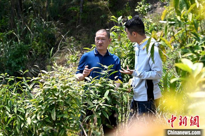 張高漢向參訪者介紹金花茶種植情況?！埥鸫?攝