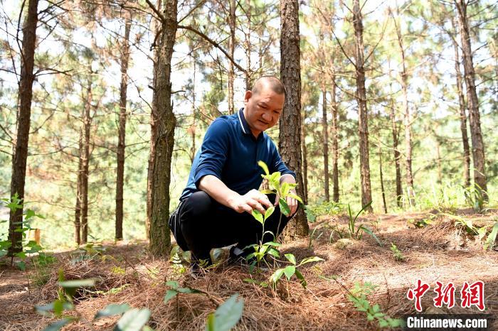 張高漢查看在松樹林下剛套種不久清明茶的生長情況?！埥鸫?攝